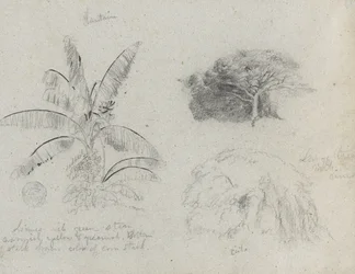 Botanische schetsen, Zuid-Amerika